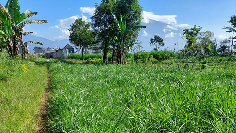 jual tanah murah Surabaya