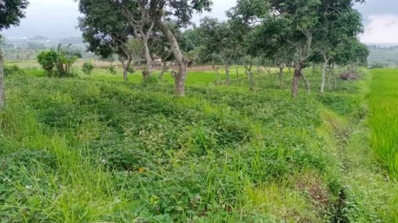 Dijual Tanah Pacet Mojokerto 2,4M(Dewi)