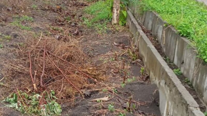 Dijual Tanah Bojonegoro Cepu 500rb-m2 Helena