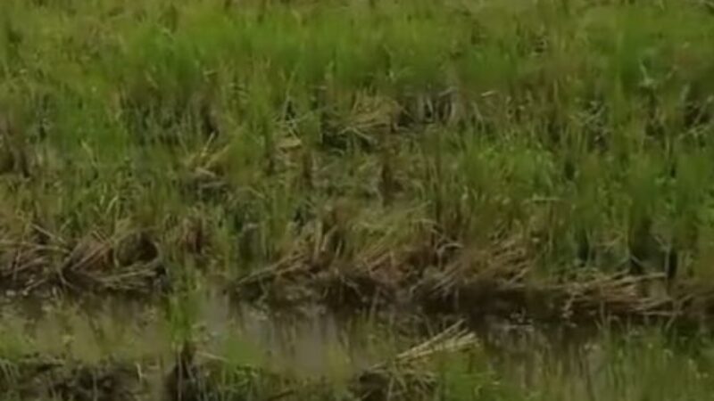 Dijual Tanah Bojonegoro Nguken 2,3M (Helena)